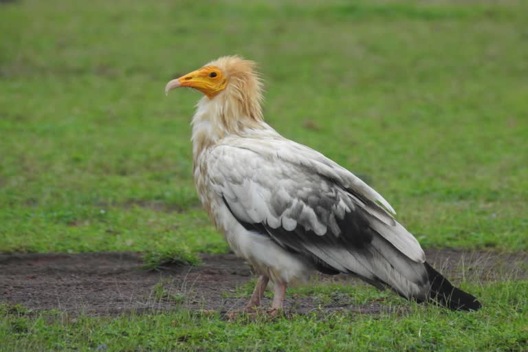 Egyptian Vulture in Durg