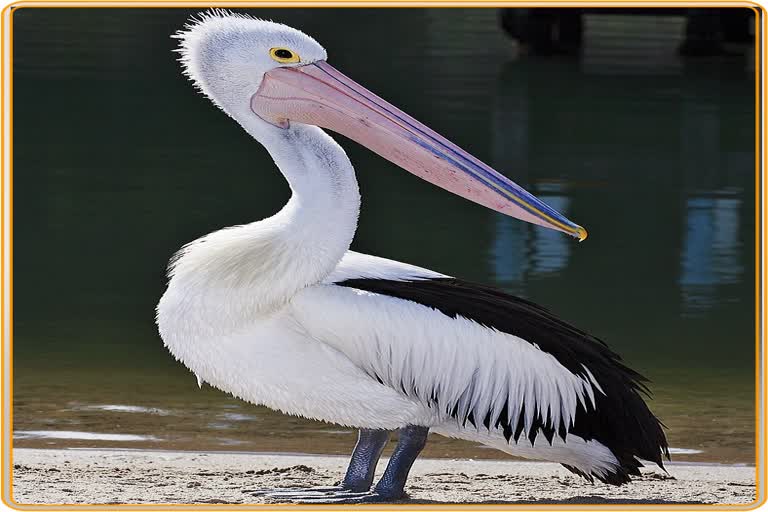 rare-species-of-pelican-bird-rescued-at-kaliabor