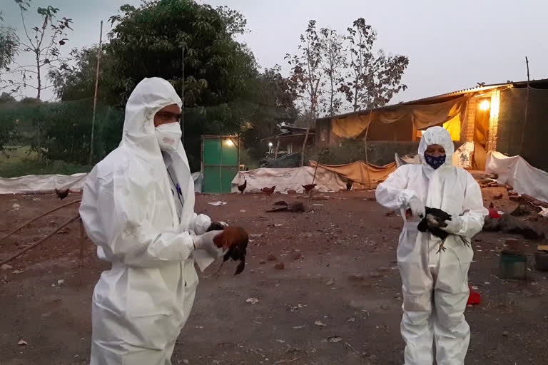 Outbreak Of Bird Flu In Maharashtra