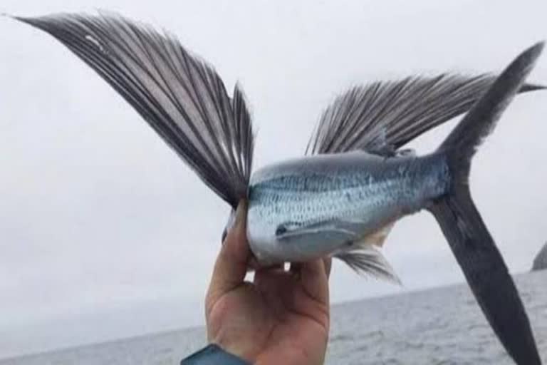 mangalore-flying-fish