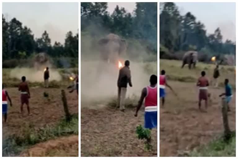 Chitta Ranjan Miri drove away the bull elephant  Forest Guard drove away the bull elephant  കാട്ടുകൊമ്പനുമുന്നില്‍ പതറാതെ ഫോറസ്റ്റ് ഓഫിസര്‍  കൊമ്പനെ വിറപ്പിച്ച് വനംവകുപ്പ് ഉദ്യോഗസ്ഥന്‍