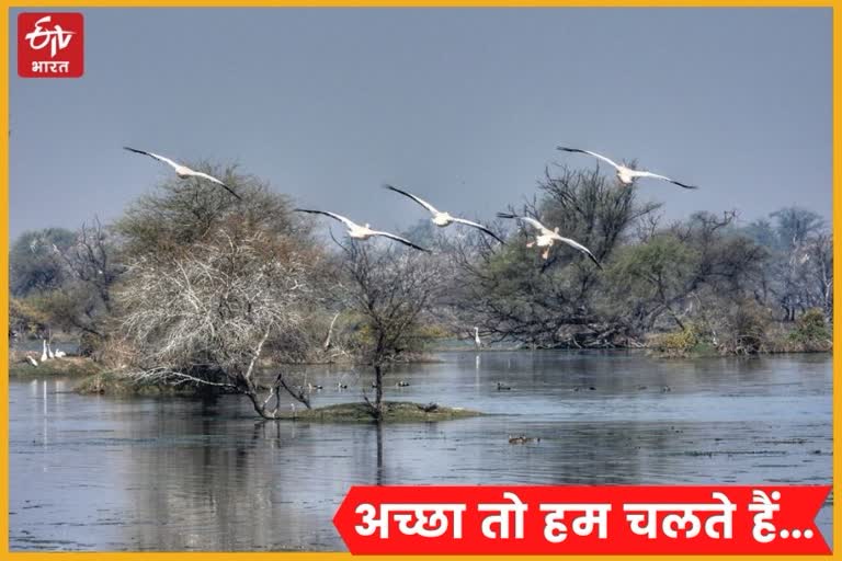 Migratory birds returning from Keoladeo National Park