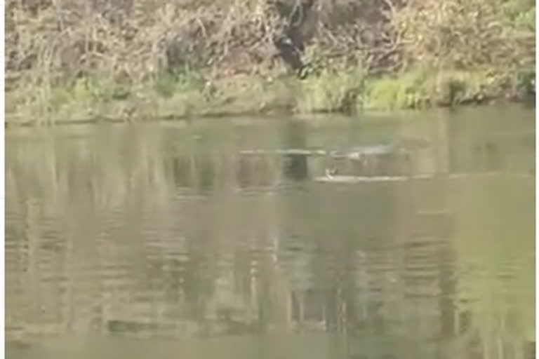 crocodile carrying the deer in Kali river, crocodile carrying the deer in Dandeli, Dandeli crocodile news, ಕಾಳಿ ನದಿಯಲ್ಲಿ ಜಿಂಕೆ ಹೊತ್ತೊಯ್ದ ಮೊಸಳೆ, ದಾಂಡೇಲಿಯಲ್ಲಿ ಜಿಂಕೆ ಹೊತ್ತೊಯ್ದ ಮೊಸಳೆ, ದಾಂಡೇಲಿ ಸುದ್ದಿ,