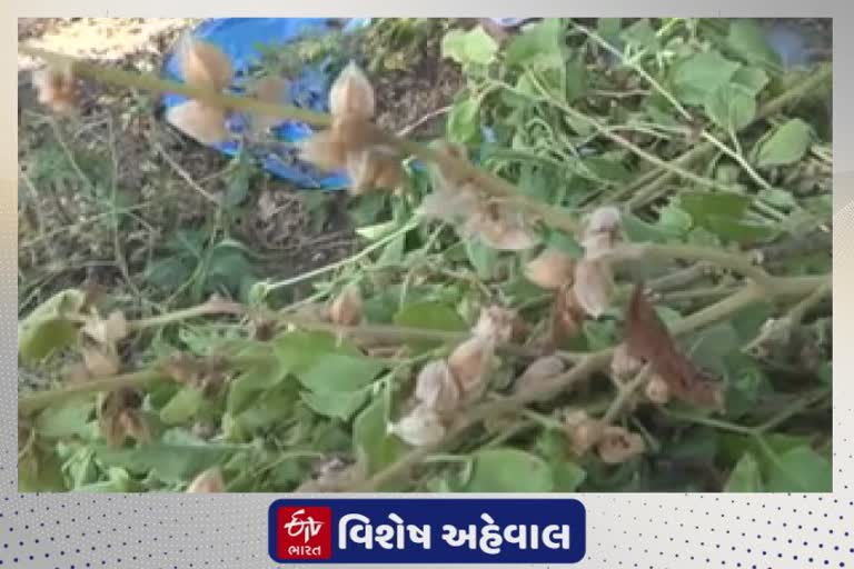 New farming approach in Danta : દાંતામાં બદલાઈ રહ્યો છે ખેતીનો ટ્રેન્ડ જાણો આ નવી ખેતીને