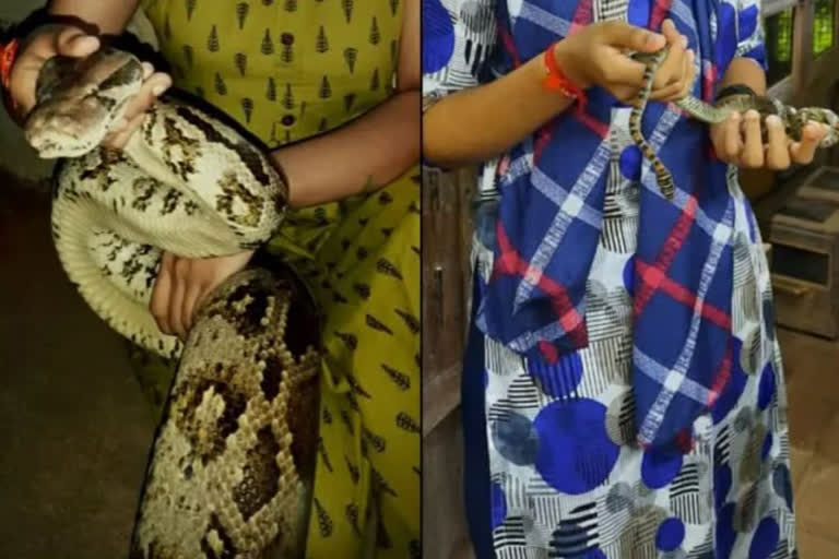 Snake Catchers to get training and ID cards in Karnataka