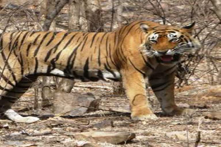 tigress t 41 injured in territorial fight