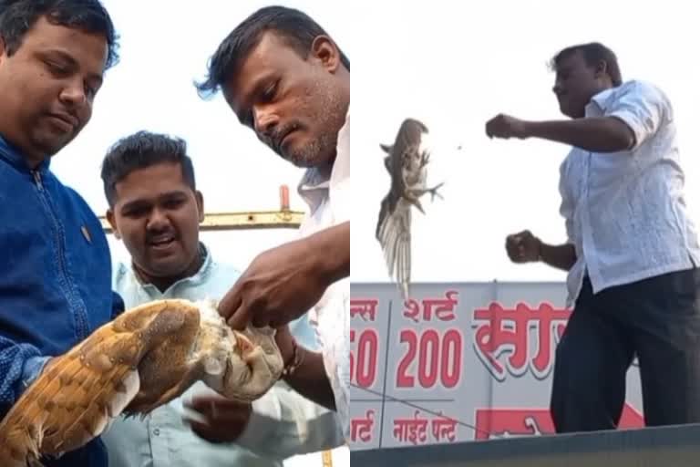 farmer saved owl trapped in nylon thread