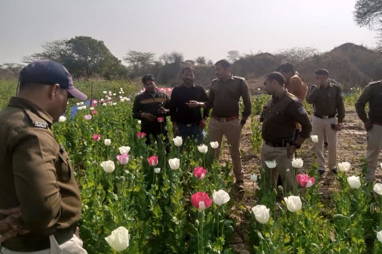 poppy cultivated in morena