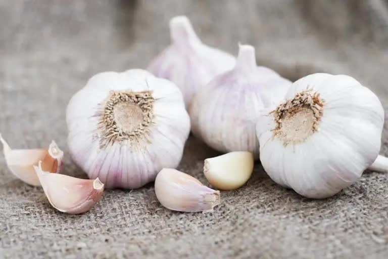 Benefits Of Garlic: જાણો લસણ શરીરને કઇ રીતે ફાયદો પહોંચાડવામાં સક્ષમ