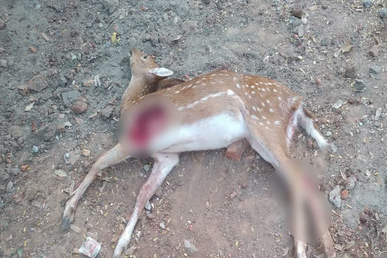 சென்னை ஐஐடியில் நாய்கள் கடித்து மான் உயிரிழப்பு