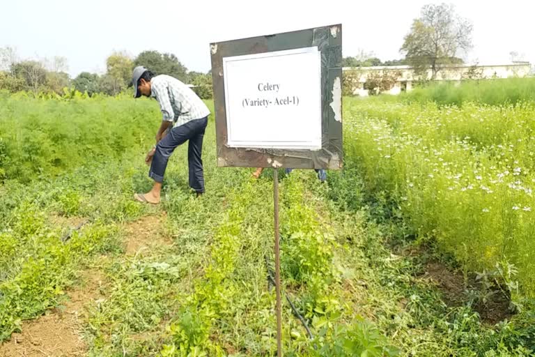 Research on spice seeds in Raipur Agricultural University