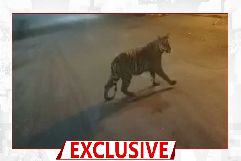 tiger spotted Haveli Garden area chandrapur