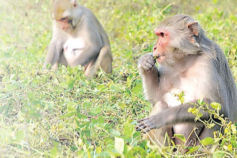 MONKEYS: వనం వదిలి జనంలోకి వస్తున్నాయ్.. ఇల్లు పీకి పందిరేస్తున్నాయ్‌..!