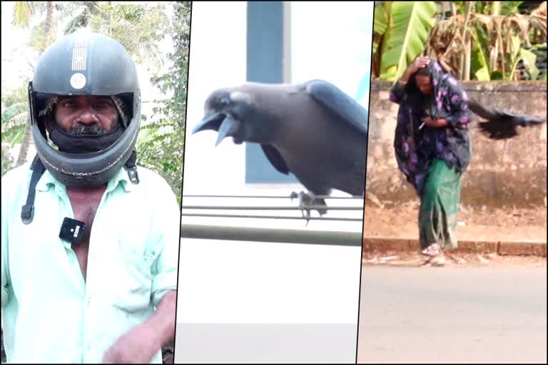 oilnkara villagers facing big Crow annoyance  Malappuram todays news  കാക്കകളെക്കൊണ്ട് പൊറുതിമുട്ടി മലപ്പുറത്തെ ഒരു ഗ്രാമം  മലപ്പുറം ഇന്നത്തെ വാര്‍ത്ത  പെരിന്തൽമണ്ണ ഒലിങ്കര പ്രദേശത്ത് കാക്കകളുടെ ശല്യം  crow annoyance in malappuram