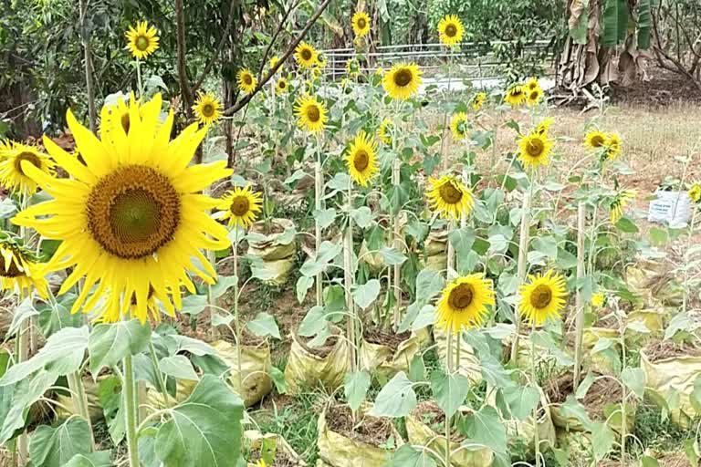 sunflower garden in Payipra gov up school in Moovatpuzha  farming in kerala school  പായിപ്ര യുപി സ്കൂളിലെ സൂര്യകാന്തി തോട്ടം  വിദ്യാര്‍ഥികളെ കൃഷിയിലേക്ക് കൊണ്ടുവരാനുള്ള പദ്ധതികള്‍