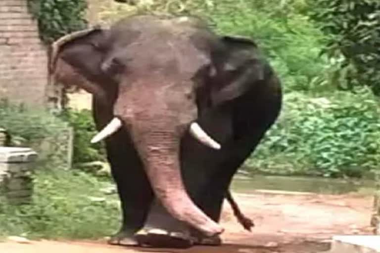 Ramnagar Elephants Terror