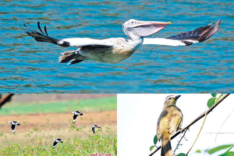 new birds identified in pakala forest