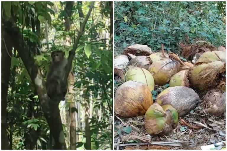 Monkey attack in Kasargod  Kasargod Latest news  Kasargod agriculture  kasargod monkey story  കാസര്‍കോട്‌ കുരങ്ങ് ശല്യം  കുരങ്ങുകളുടെ ആക്രമണം കേരളത്തില്‍  കാസര്‍കോട്‌ വാര്‍ത്തകള്‍