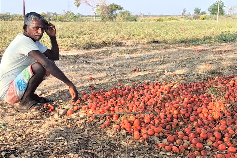 Tomato Price Drop