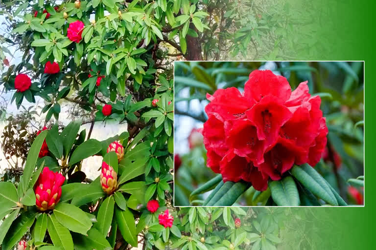 pauri buransh bloom