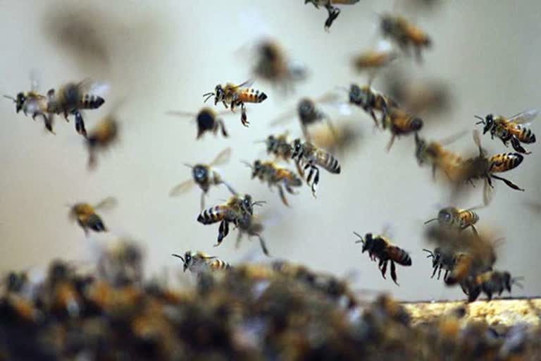 Bees attack in Nalanda