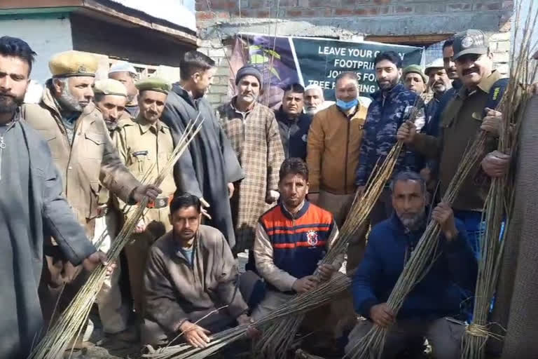 Distribute White Tree Plants Kupwara