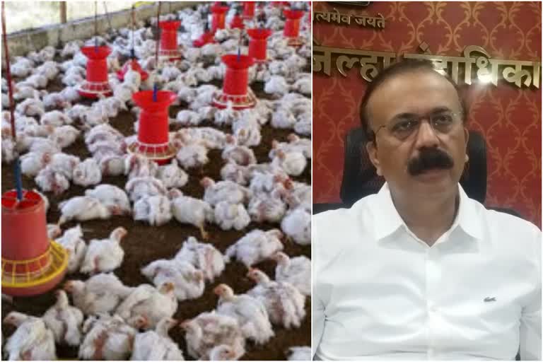 no bird flu in thane