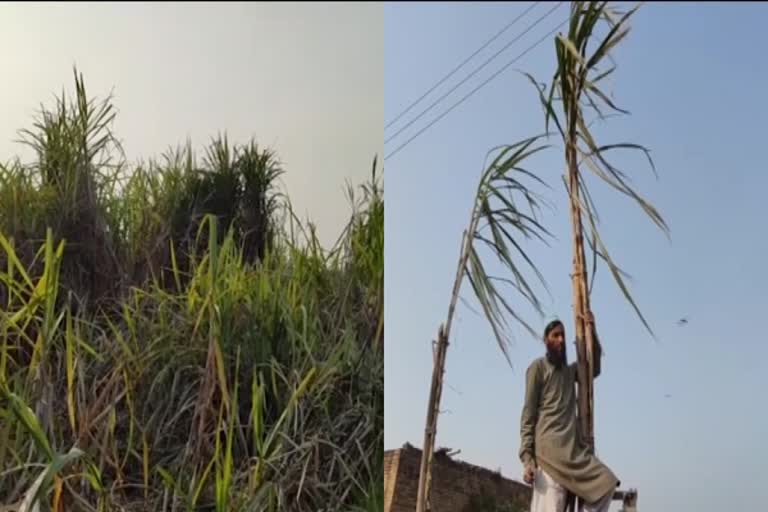 Sugarcane crop