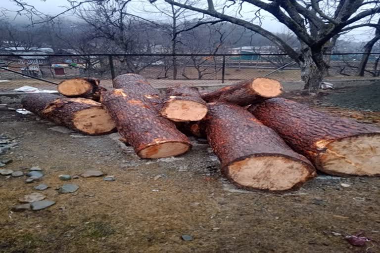 forest-department-seized-illicit-timber-in-kokernag