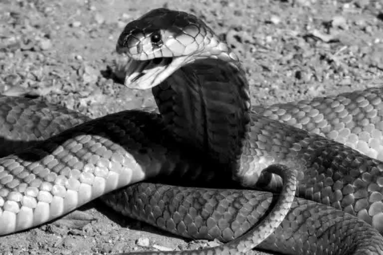 snake bites the same family six times in chittoor district at andhra pradesh