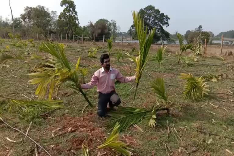 some were destroyed Areca plants in beluru