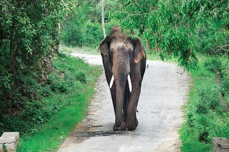 हाथी की मौत मामले में ट्रेन ड्राइवर पर FI