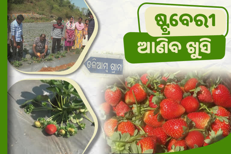 Kotia Strawberry Farm: ବିବାଦୀୟ ସ୍ଥାନରେ ଷ୍ଟ୍ରବେରୀ ଚାଷ