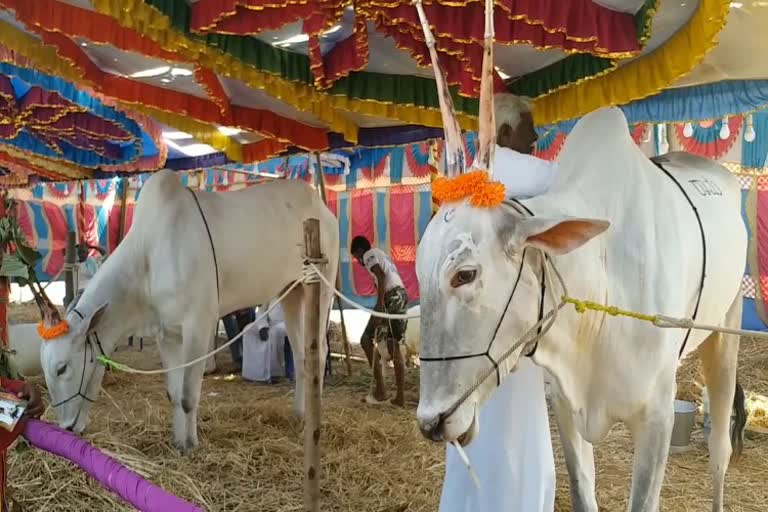 rama lakshmana cattle