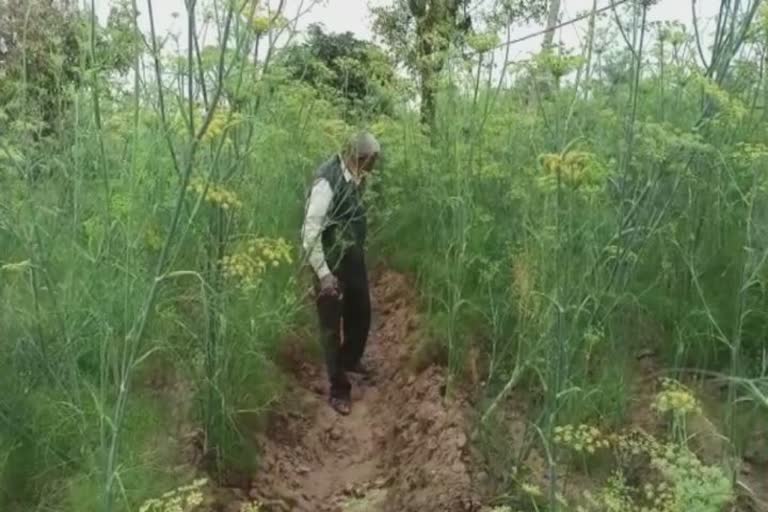 Natural farming in Banaskantha: પાલનપુર તાલુકાના માનપુર ગામના લોકોની અનોખી પહેલ