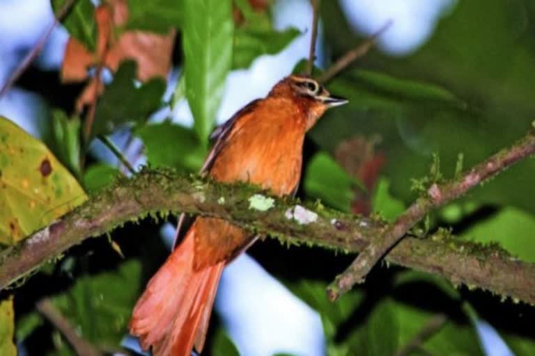 Bird species in Himachal