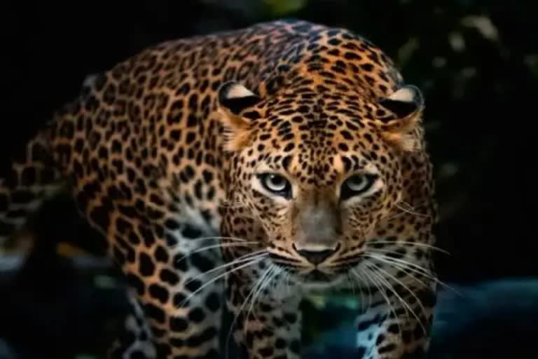 Viral Video: ஓட்டுநரை அச்சுறுத்தும் சிறுத்தை!