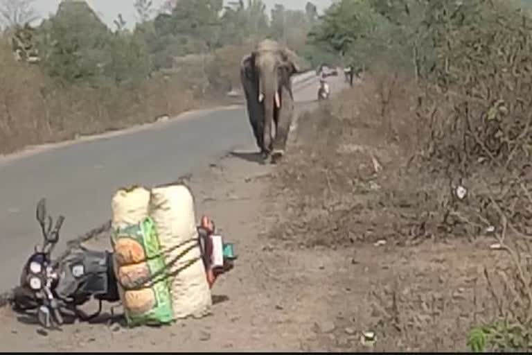 Elephant creating ruckus in Anuppur Kotma range