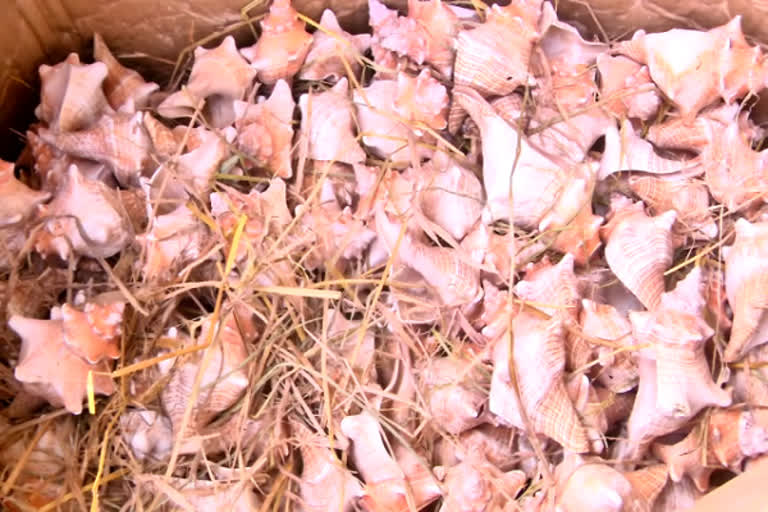 வெளிநாடுகளுக்கு கடத்துவதற்காக பதுக்கப்பட்ட அரிய வகை சங்குகள் பறிமுதல்