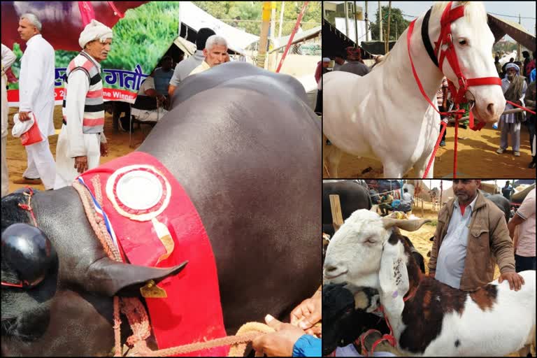 state level animal fair in Bhiwani