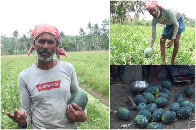 Johnson's Watermelon farm in kottayam  kottayam changanassery farming  Watermelon farming in changanassery  ജോൺസന്‍റെ തണ്ണിമത്തൻ കൃഷി സൂപ്പർ ഹിറ്റ്  കോട്ടയത്ത് തണ്ണിമത്തൻ കൃഷി  തോമസ് ജേക്കബിന്‍റെ തണ്ണിമത്തൻ കൃഷി വൻ വിജയം  പായിപ്പാട് അയിത്തമുണ്ടകം പാടത്ത്​​ തണ്ണിമത്തൻ ദിനങ്ങൾ  Watermelon farms in kerala