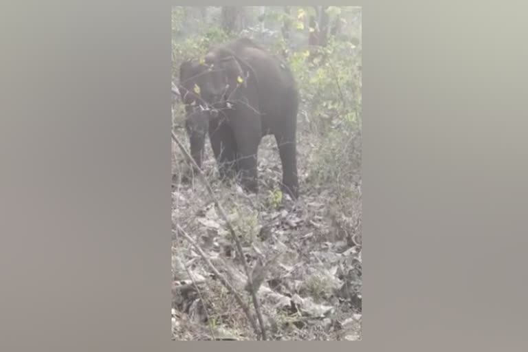 உணவு இல்லாமல் தவிக்கும் காட்டு யானை!