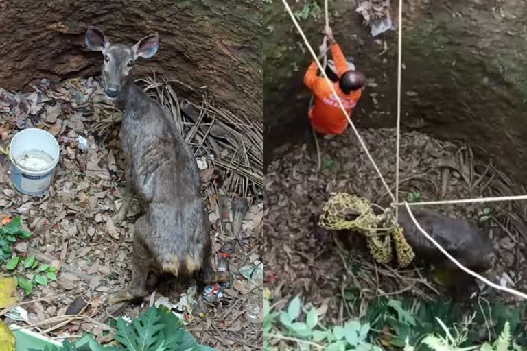 Thrissur Chalakudy Sambar deer fell into well rescued  thottupara Sambar deer which fell into a well rescued  Sambar deer rescued by the fire force and forest officers In Chalakudy  ചാലക്കുടി കിണറ്റില്‍ വീണ മ്ലാവിനെ രക്ഷപ്പെടുത്തി  mlaav rescued thottupara  തൃശൂര്‍ തൊട്ടുപാറ മ്ലാവ് കിണറ്റിൽ വീണു  മ്ലാവിനെ ഫയര്‍ ഫോഴ്‌സും വനപാലകരും ചേര്‍ന്ന് രക്ഷപ്പെടുത്തി