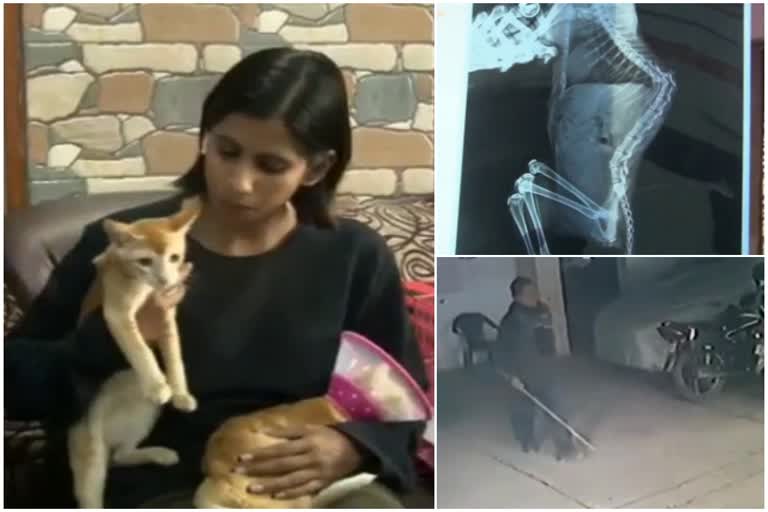 fir-registered-in-case-of-beating-to-death-of-cat-in-dhanbad