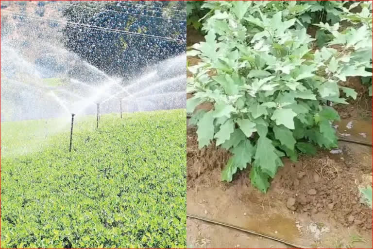 drip irrigation