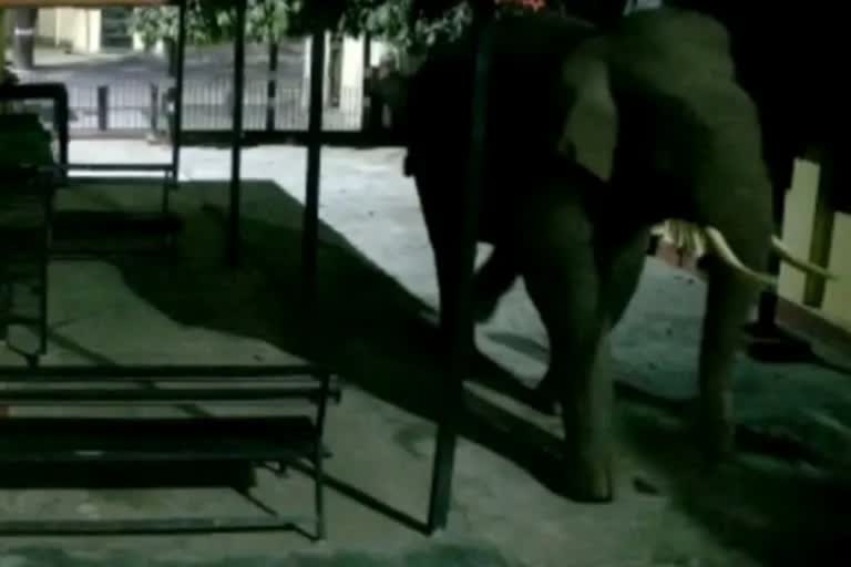 Gajrajs fear The elephant reached the railway station in Haridwar