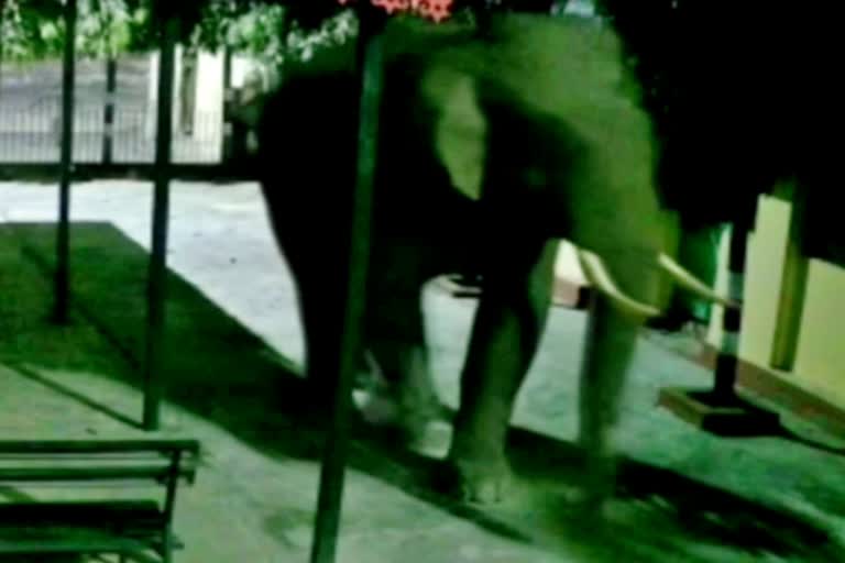 elephant-spotted-in-residential-areas-in-rishikesh