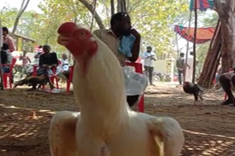 rooster exhibition was held in Tamil Nadu