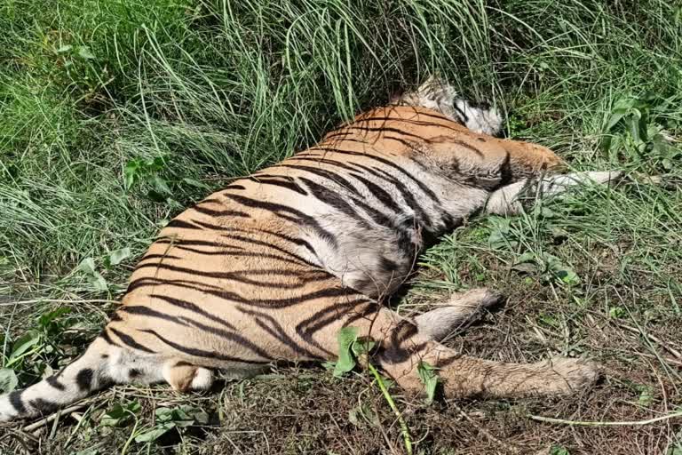 Tiger dies in Ghodazari Sanctuary