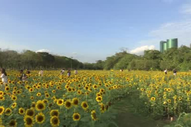 ಭಾರತದಲ್ಲಿ ಸೂರ್ಯಕಾಂತಿ ಎಣ್ಣೆಯ ಬೆಲೆಯಲ್ಲಿ ಏರಿಕೆ